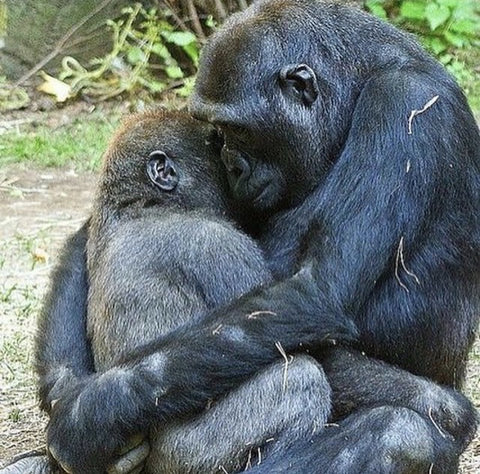 gorillas hugging