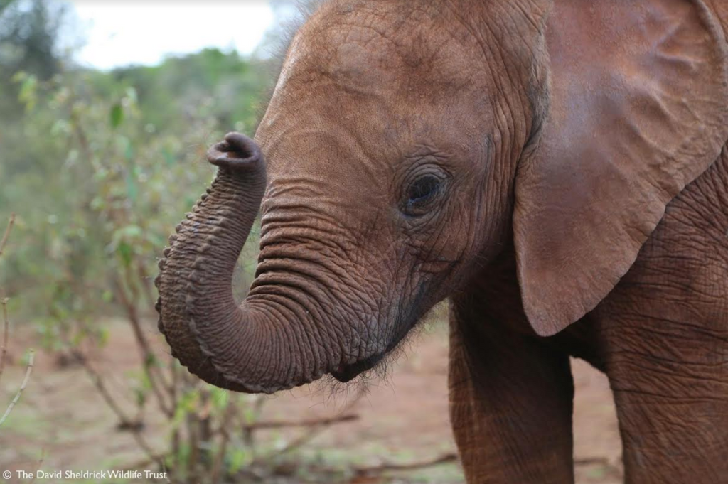 Behind the Scenes at the DSWT Nursery!