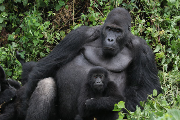 Wild Beautiful Free partners with The Dian Fossey Gorilla Fund!